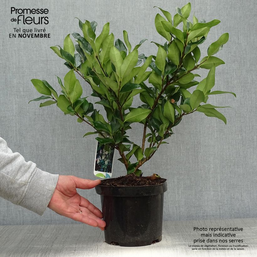 Exemplaar van Ligustrum japonicum Texanum - Japanse liguster Pot van 2 l/3 l zoals geleverd in de herfst