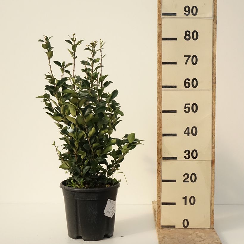 Example of Troène du Texas - Ligustrum japonicum Texanum Pot van 7,5 l/10 l as you get in hiver