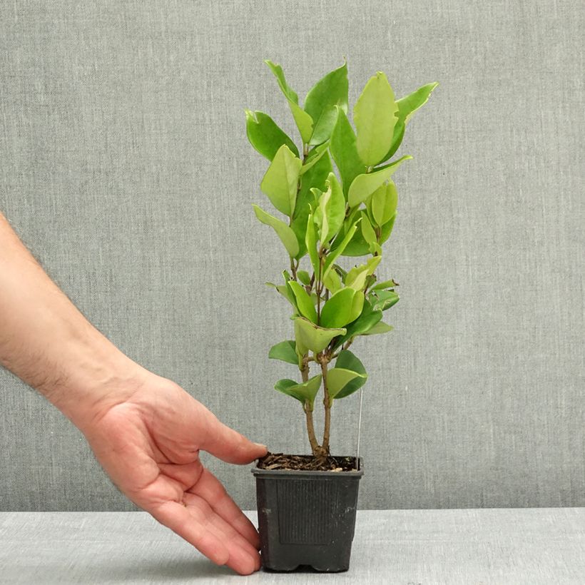 Exemplaar van Ligustrum japonicum Texanum - Japanse liguster Kweekpotje van 8/9 cm zoals geleverd in de lente