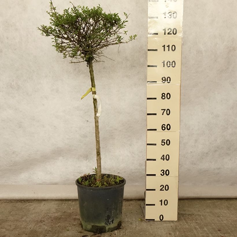 Exemplaar van Ligustrum delavayanum - Yunnanliguster Pot van 12 l/15 l, Kwartstam zoals geleverd in de zomer