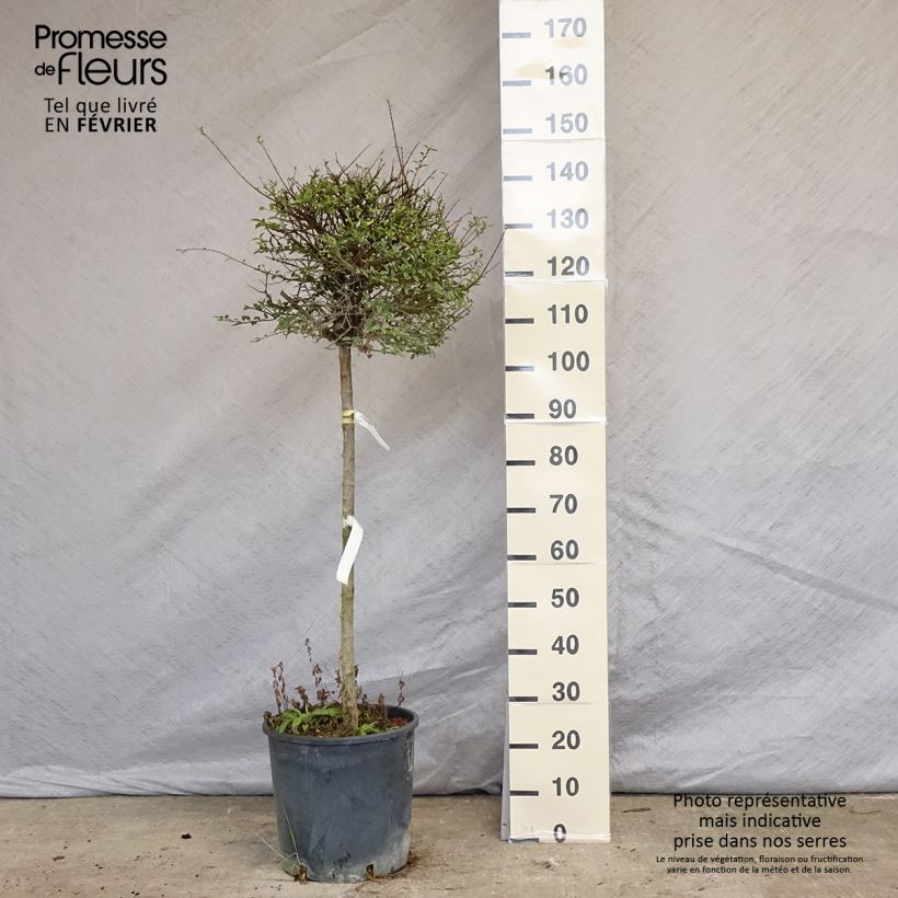Example of Troène - Ligustrum delavayanum Pot van 12 l/15 l as you get in hiver