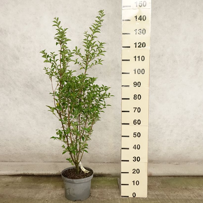 Exemplaar van Haagliguster - Ligustrum ovalifolium Pot van 7,5 l/10 l zoals geleverd in de zomer