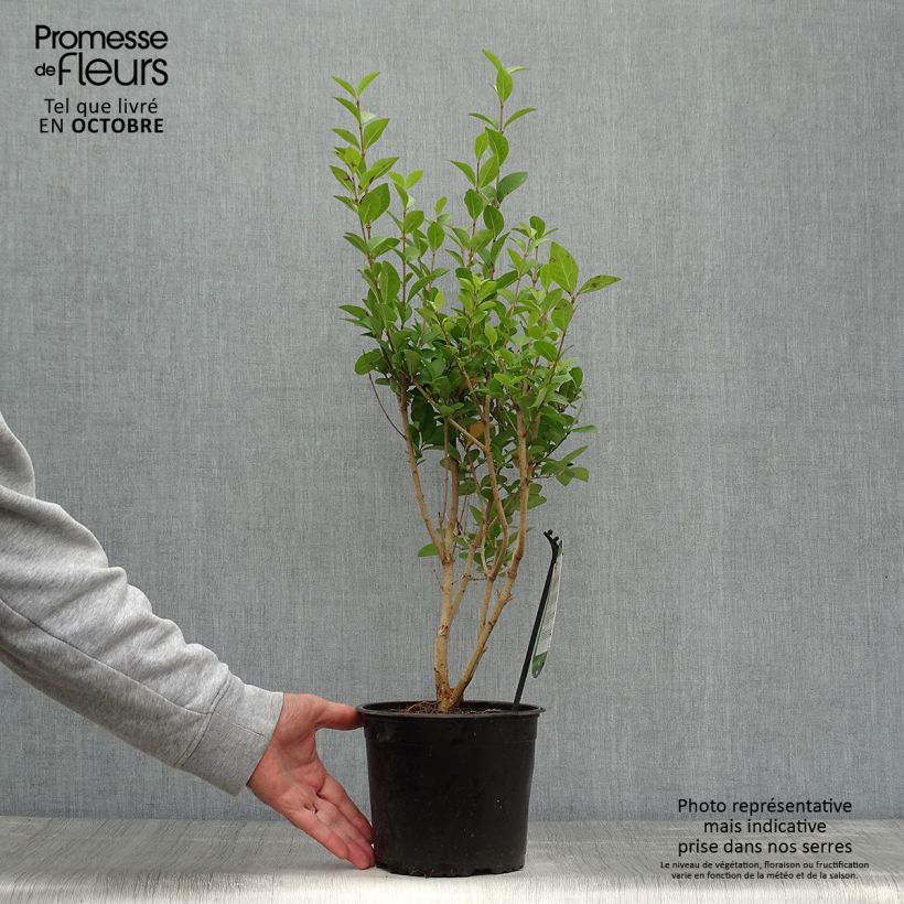 Exemplaar van Haagliguster - Ligustrum ovalifolium Pot van 2 l/3 l zoals geleverd in de herfst