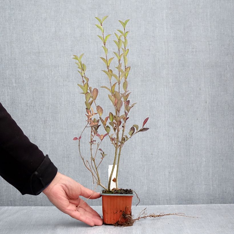 Exemplaar van Haagliguster - Ligustrum ovalifolium Kweekpotje van 8/9 cm zoals geleverd in de herfst
