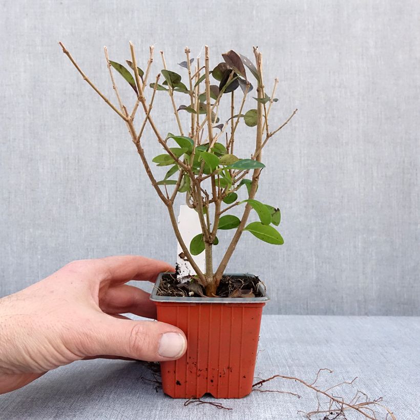 Exemplaar van Troène - Ligustrum ovalifolium Godet de 8/9 cm zoals geleverd in de winter
