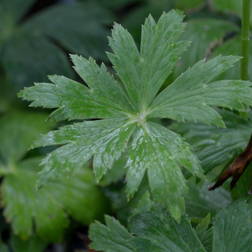 Trollius chinensis Golden Queen - Kogelbloem (Foliage)