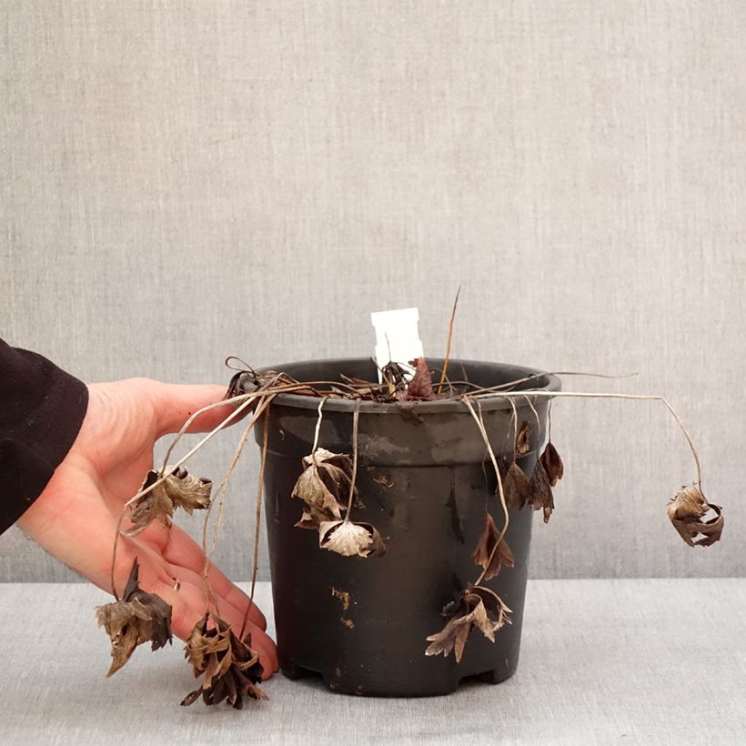 Example of Trolle - Trollius chinensis Golden Queen Pot van 2 l/3 l as you get in hiver