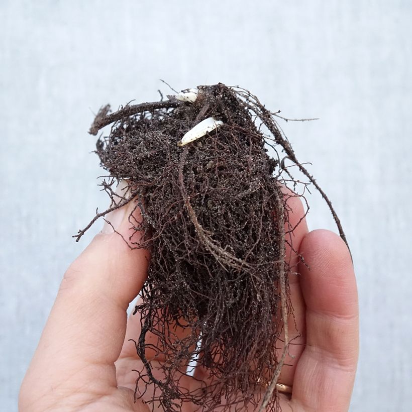 Example of Trolle - Trollius chinensis Golden Queen Naakte wortel as you get in hiver