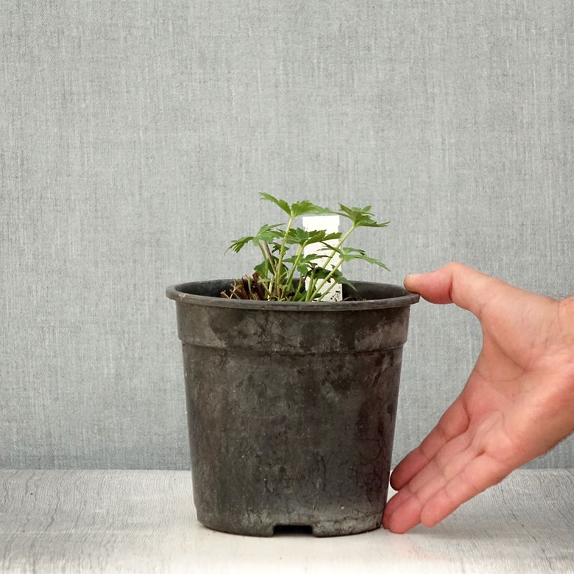 Exemplaar van Trollius cultorum Cheddar - Globebloem Pot van 2 l/3 l zoals geleverd in de zomer