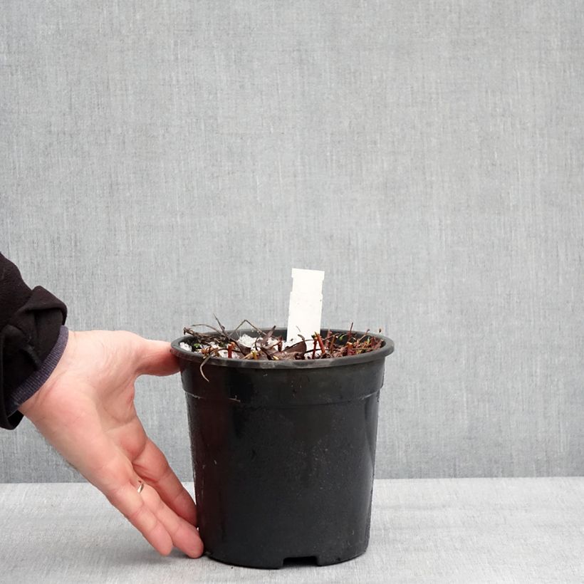 Example of Trolle - Trollius cultorum Cheddar Pot van 2 l/3 l as you get in hiver