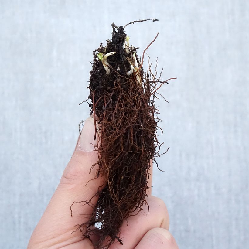 Example of Trolle - Trollius cultorum Cheddar Naakte wortel as you get in hiver