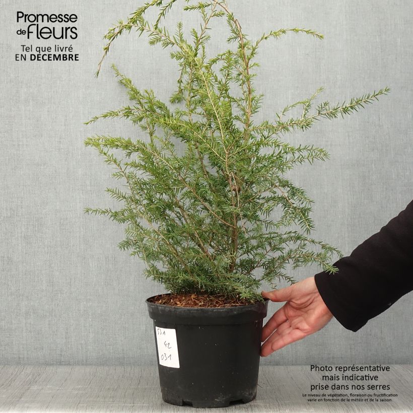 Exemplaar van Tsuga canadensis - Oostelijke hemlockspar Pot van 3 l/4 l zoals geleverd in de herfst