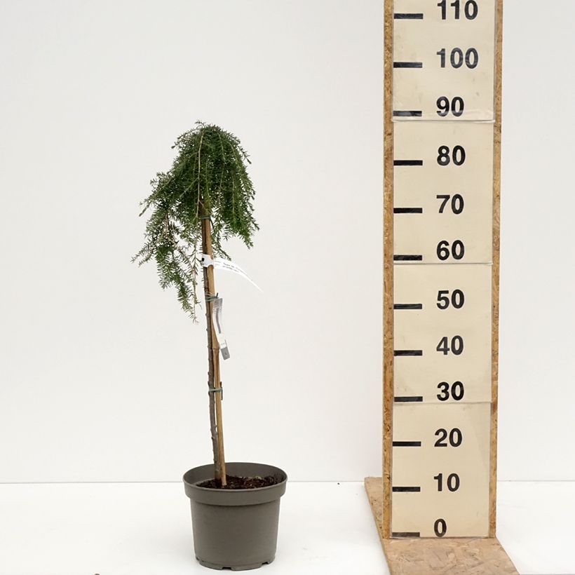 Exemplaar van Tsuga heterophylla Thorssen's Weeper - Westelijke hemlockspar Pot van 4 l/5 l, Stengel zoals geleverd in de lente