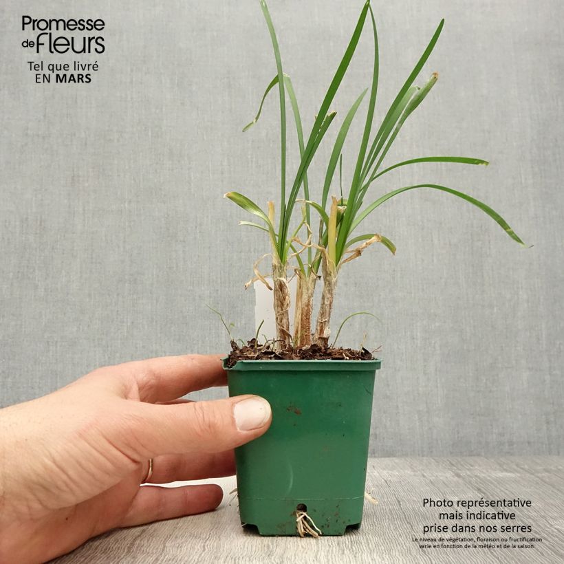 Exemplaar van Tulbaghia cominsii Violacea - Wilde knoflook Kweekpotje van 8/9 cm zoals geleverd in de lente