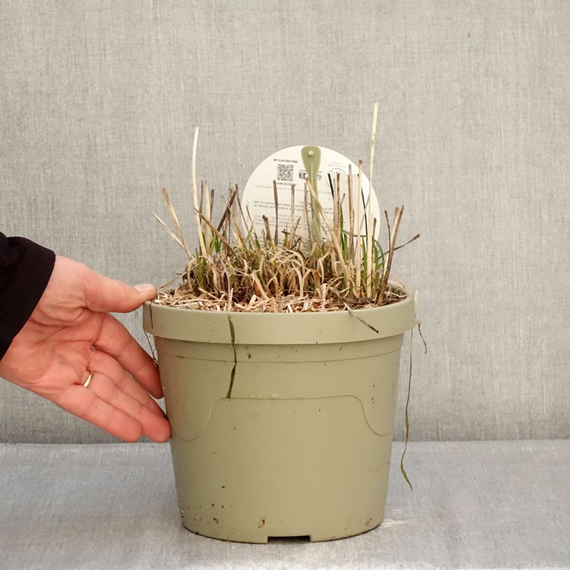 Exemplaar van Tulbaghia violacea Dark Star - Kaapse knoflook Pot van 3 l/4 l zoals geleverd in de winter