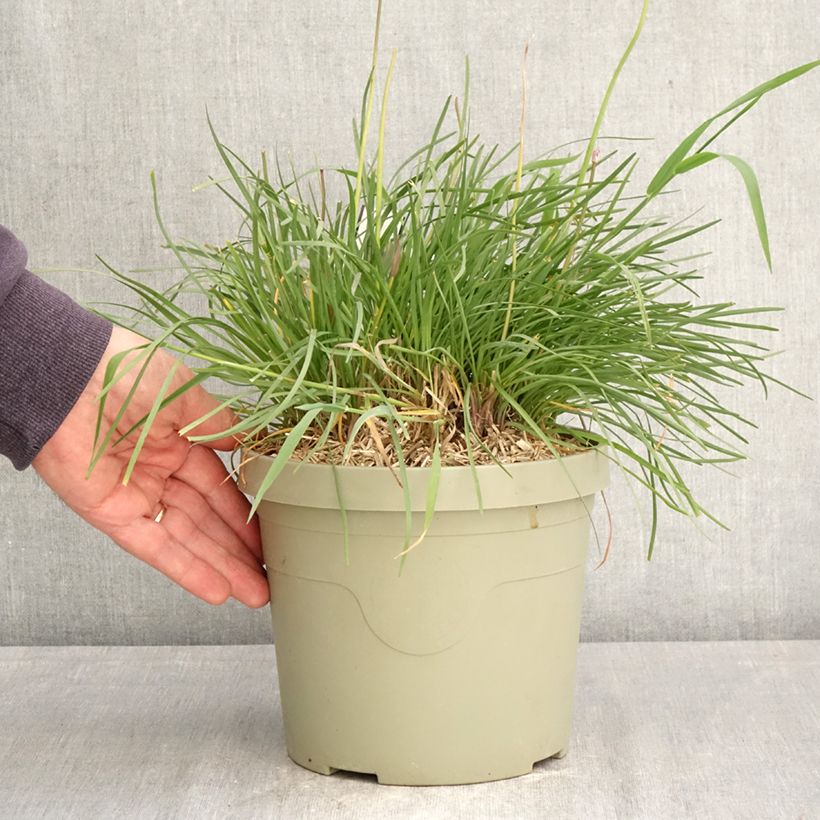 Exemplaar van Tulbaghia violacea Dark Star - Kaapse knoflook Pot van 3 l/4 l zoals geleverd in de lente