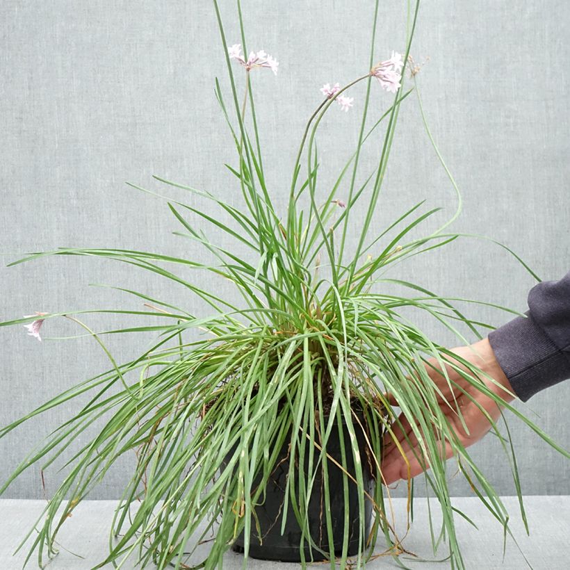 Example of Tulbaghia Fairy Star - Tulbaghie Pot van 3 l/4 l as you get in printemps