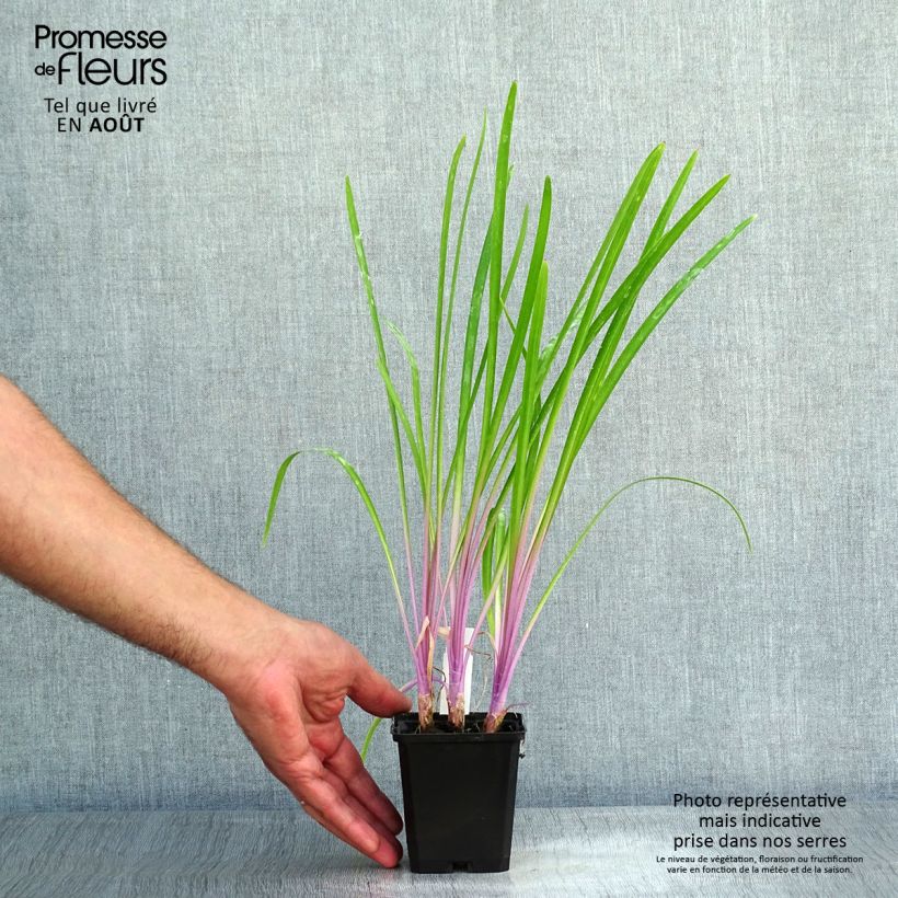 Exemplaar van Tulbaghia violacea Flamingo - Kaapse knoflook Kweekpotje van 8/9 cm zoals geleverd in de zomer