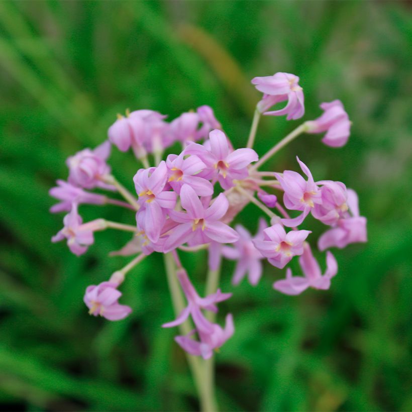 Tulbaghia violacea Flamingo - Kaapse knoflook (Bloei)
