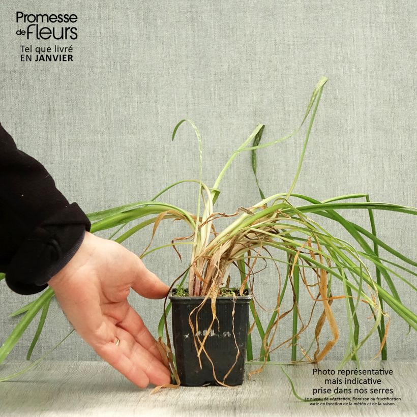 Example of Tulbaghia Himba - Tulbaghie hybride  Kweekpotje van 7/8 cm as you get in hiver