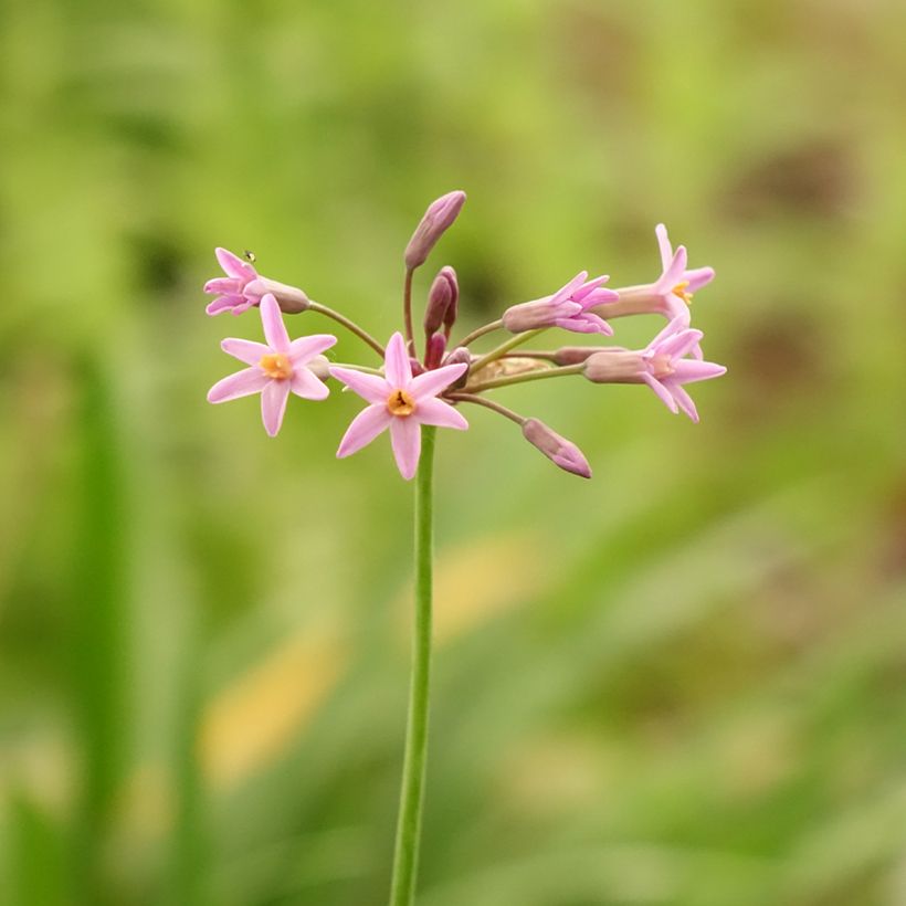 Tulbaghia Himba - Kaapse knoflook (Bloei)