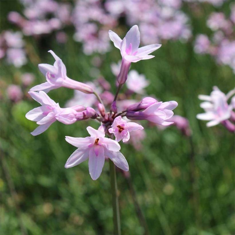 Tulbaghia violacea Ashanti - Kaapse knoflook (Flowering)