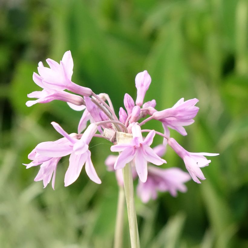 Tulbaghia violacea Silver Lace - Kaapse knoflook (Bloei)