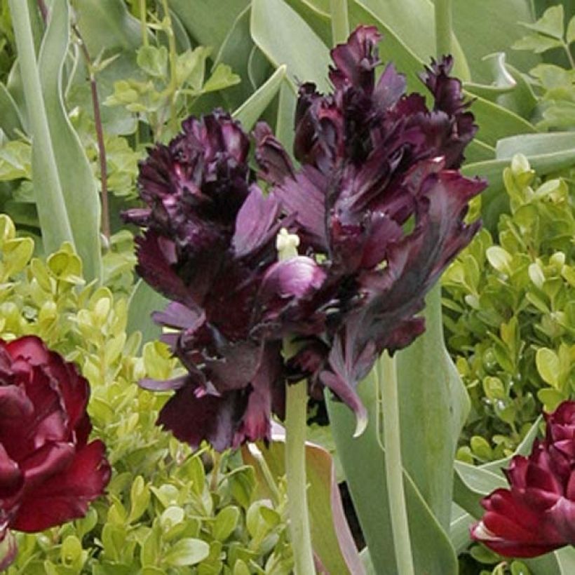 Tulipa Black Parrot - Papegaaitulp (Bloei)