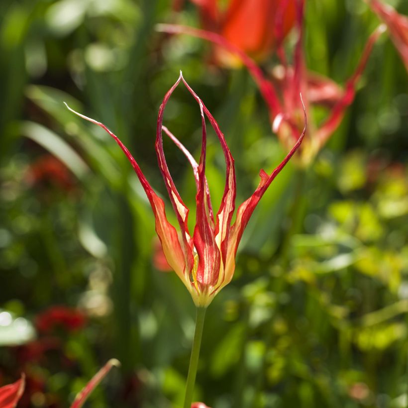 Tulipa acuminata - botanische tulp (Bloei)
