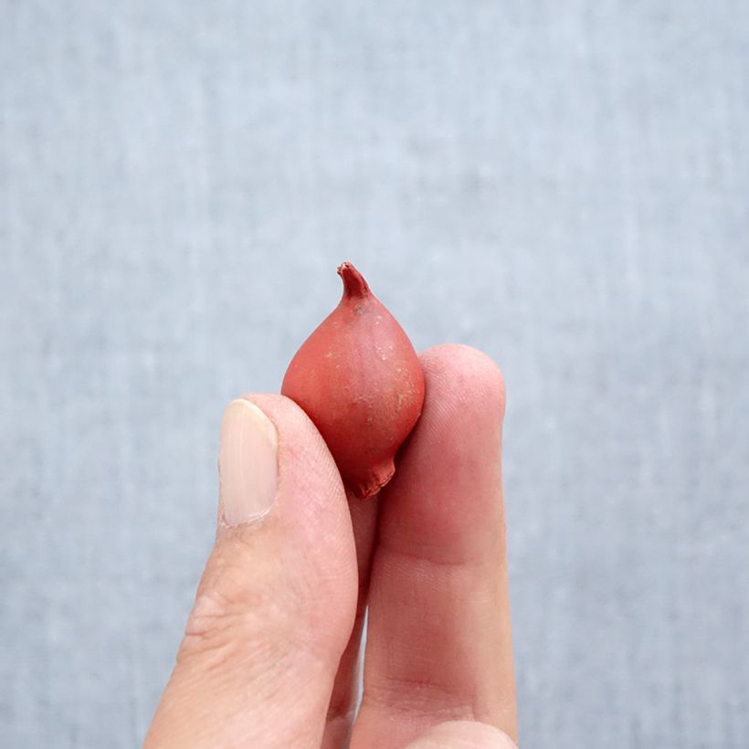 Exemplaar van Tulipa clusiana Annika - botanische tulp Bol kaliber 6+ zoals geleverd in de herfst