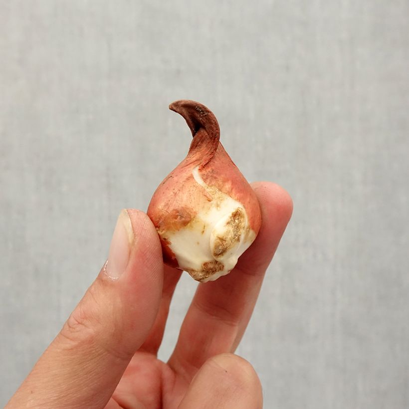 Exemplaar van Tulipa greigii Rob Verlinden - Greigii-tulp Bol kaliber 11+ zoals geleverd in de herfst
