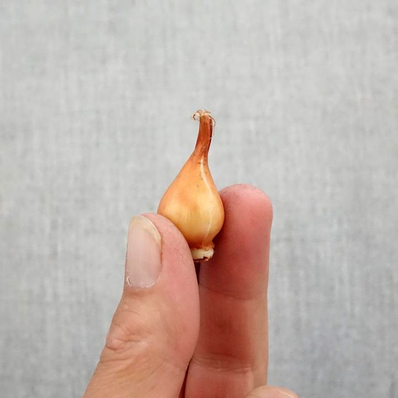 Exemplaar van Tulp humilis subsp. pulchella Tête à Tête - Dwergtulp Bol kaliber 5+ zoals geleverd in de herfst