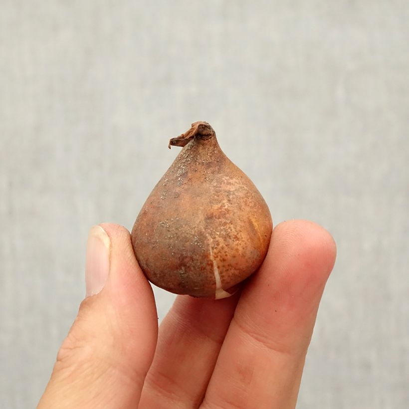 Exemplaar van Tulipa kaufmanniana Fashion - Kaufmanniana tulp Bol kaliber 10/12 zoals geleverd in de herfst