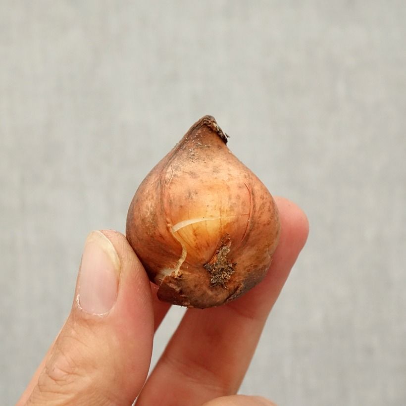 Exemplaar van Tulipa kaufmanniana Shakespeare - Kaufmanniana tulp Bol kaliber 10/12 zoals geleverd in de herfst