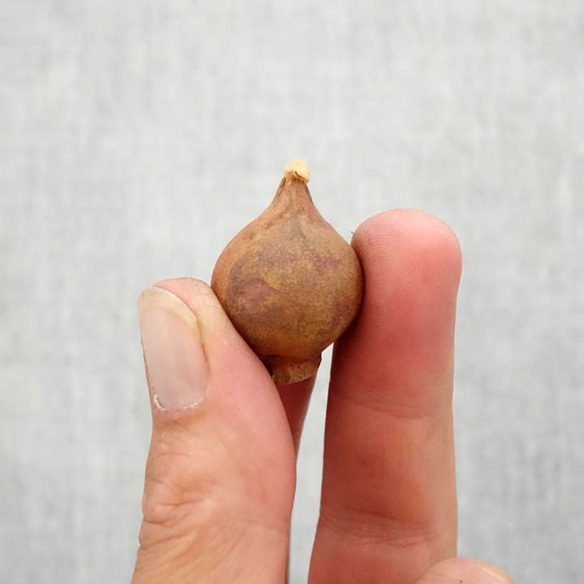 Exemplaar van Tulipa hageri Little Beauty - Hager’s tulp Bol kaliber 6+ zoals geleverd in de herfst