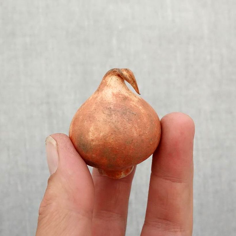 Exemplaar van Tulipa praestans Unicum - Meerbloemige tulp Bol kaliber 11+ zoals geleverd in de herfst