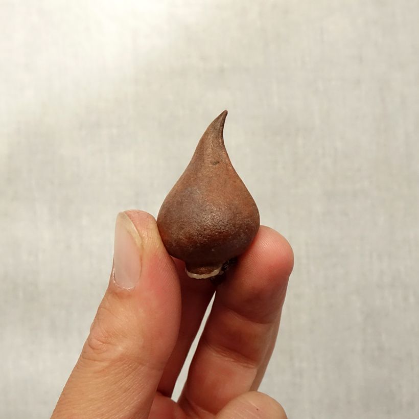 Exemplaar van Tulipa sprengeri  - Botanische tulp Bol kaliber 8+ zoals geleverd in de herfst