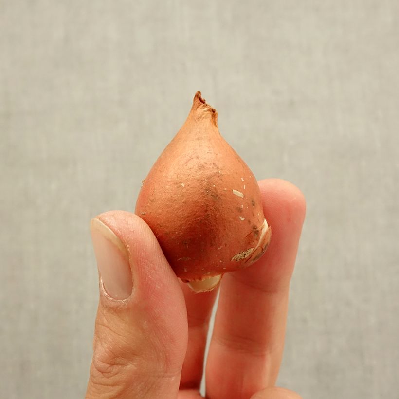 Exemplaar van Tulipa Darwin Beauty of Spring - Darwintulp Bol kaliber 12 zoals geleverd in de herfst