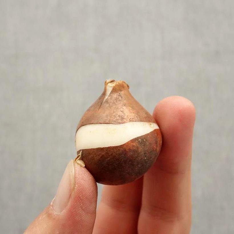 Exemplaar van Tulipa Darwin Blushing Apeldoorn - Darwintulp Bol kaliber 12+ zoals geleverd in de herfst