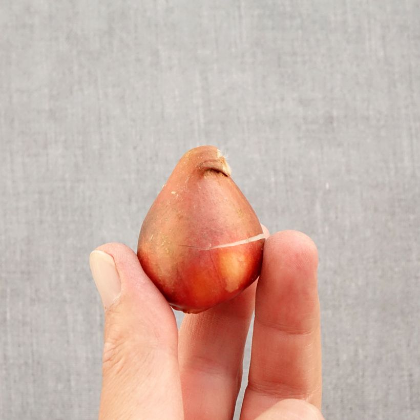 Exemplaar van Tulipe Darwin Golden Apeldoorn - Darwintulp Bol kaliber 12+ zoals geleverd in de herfst