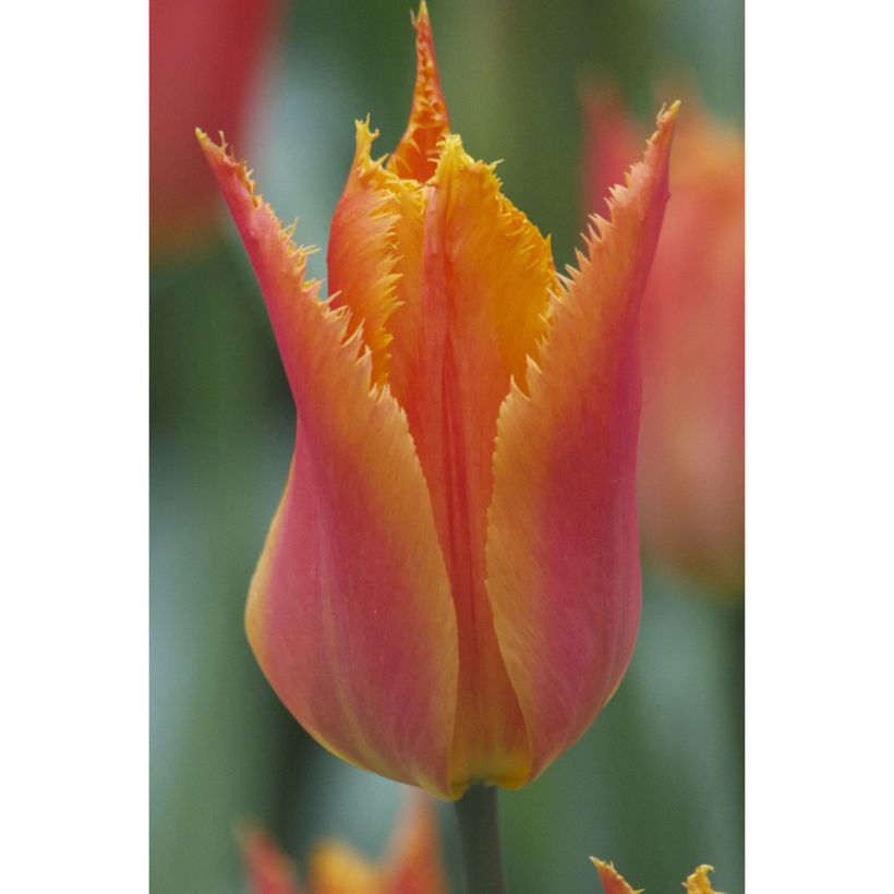 Tulipa crispa Alexandra - leliebloemige tulp (Bloei)