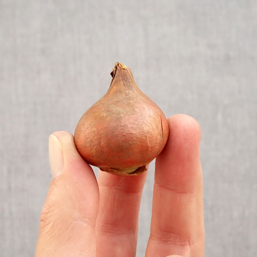 Exemplaar van Tulipa crispa Queensland - Gefranjerde tulp Bol kaliber 12 zoals geleverd in de herfst