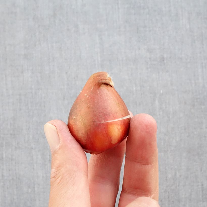 Exemplaar van Tulipa Foxtrot - Dubbele vroege tulp Bol kaliber 12+ zoals geleverd in de herfst