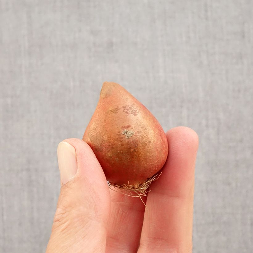 Exemplaar van Tulipa Yellow Margarita - Dubbele vroege tulp Bol kaliber 11+ zoals geleverd in de herfst