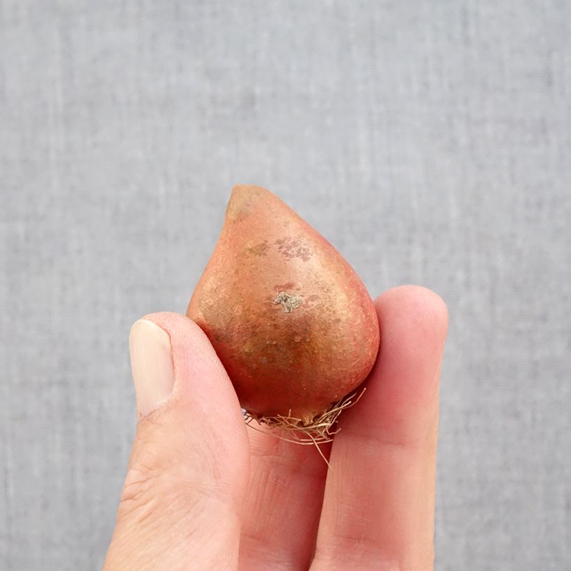 Exemplaar van Tulipa Carnaval de Nice - Dubbele late tulp Bol kaliber 11+ zoals geleverd in de herfst