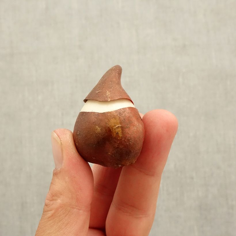 Exemplaar van Tulipa Burgundy - Leliebloemige tulp Bol kaliber 10 zoals geleverd in de herfst