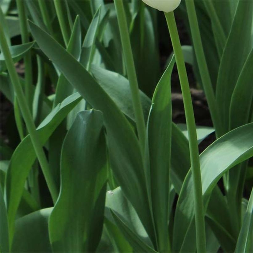 Tulipa Green Dance - Leliebloemige tulp (Blad)