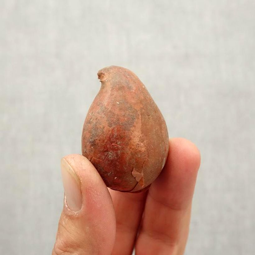 Exemplaar van Tulipa Purple Dance - Leliebloemige tulp Bol kaliber 10/12 zoals geleverd in de herfst