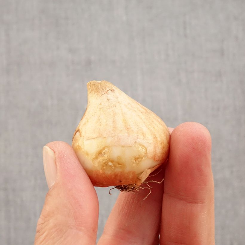 Exemplaar van Tulipa Royal Charm - Leliebloemige tulp Bol kaliber 11+ zoals geleverd in de herfst