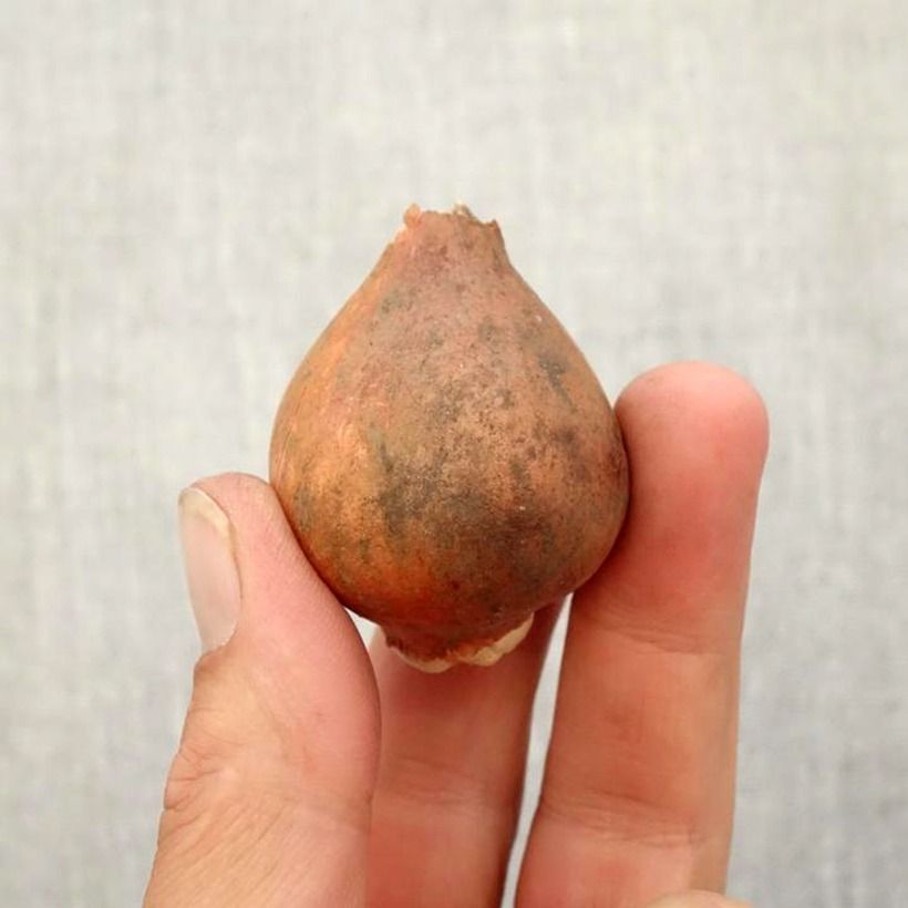 Exemplaar van Tulipa fosteriana Apricot Emperor - Fosteriana-tulp Bol kaliber 11+ zoals geleverd in de herfst